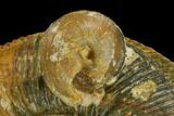 Jurassic Ammonite (Stephanoceras) Fossil - Switzerland #129417-2